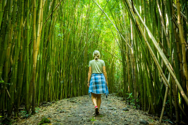 mujer caminando por el bosque de bambú en maui. - haleakala national park fotos fotografías e imágenes de stock