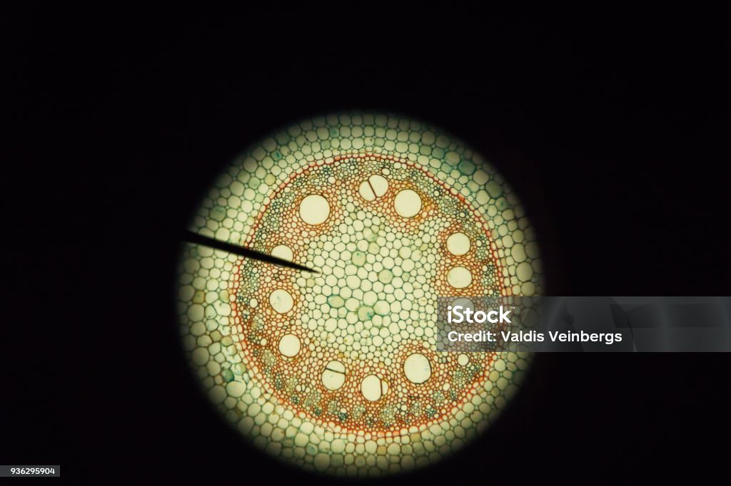 Zea Mays Querschnitt durch die Wurzel-Mikroskop - Lizenzfrei Mikroskop Stock-Foto