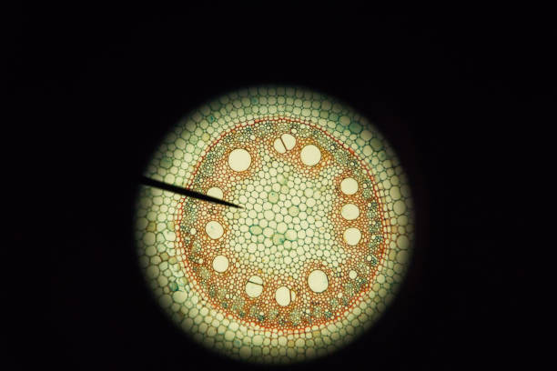 zea mays cross section of the root microscope - microscope view imagens e fotografias de stock