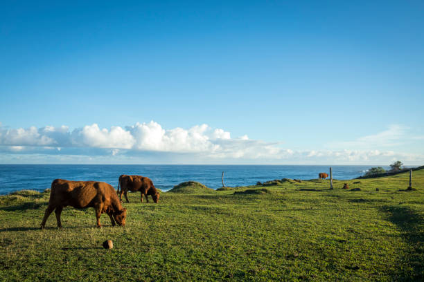 vacas de alimentación cerca de playa de hookipa bay, isla de maui, islas de hawaii. - hawaii islands maui big island tropical climate fotografías e imágenes de stock