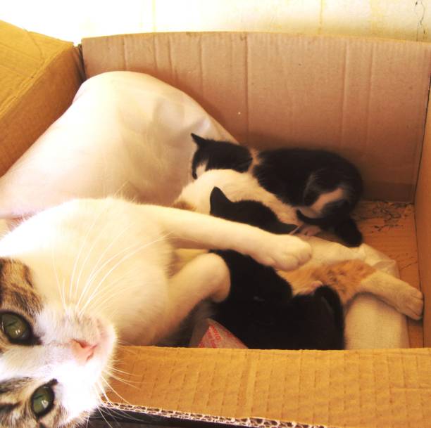 istock A CAT AND KITTENS IN A CARDBOARD BOX 936296578