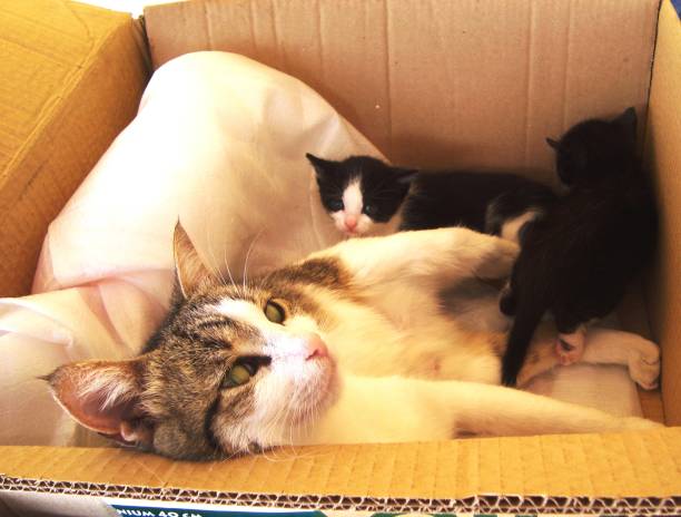 istock A CAT AND KITTENS IN A CARDBOARD BOX 936296606
