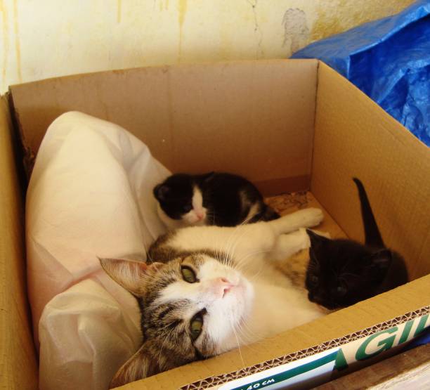 istock A CAT AND KITTENS IN A CARDBOARD BOX 936296776