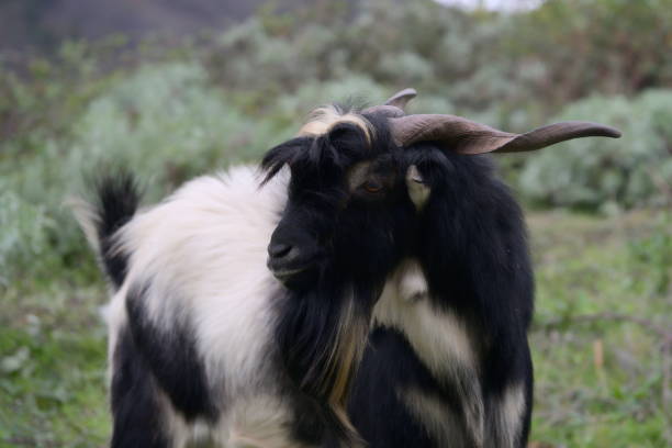 istock Closeup of a markhor in the height 936296830