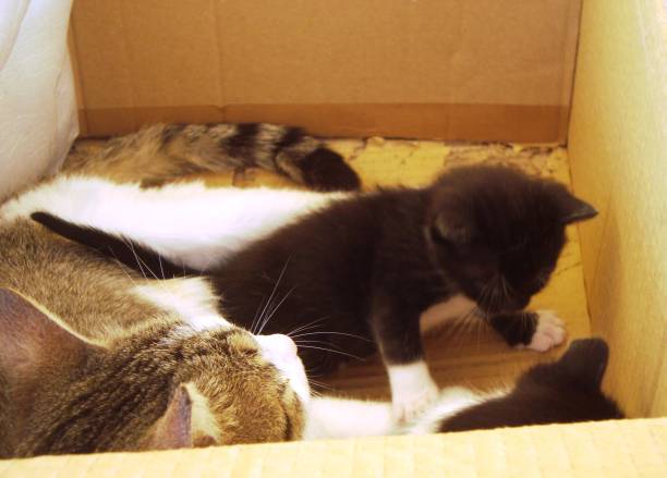 istock A CAT AND KITTENS IN A CARDBOARD BOX 936298412