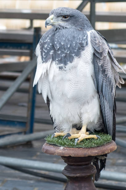 istock Grey Eagle. Local fiesta in Baiona. Galicia 936298830