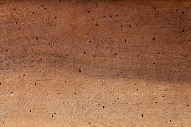 Worm eaten wood.