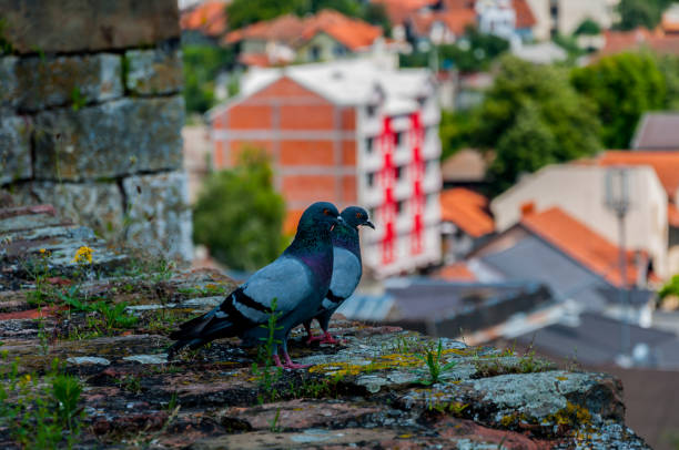 istock Two pigeons looking the city 936301316