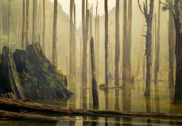 The beautiful Wanyou forest in Nantou, Taiwan.\nThe mist makes this looks like a fairytale.\nThis woodland is most time of year under water.
