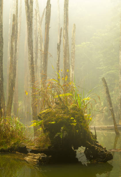 istock Wanyou forest in Nantou, Taiwan 936301576