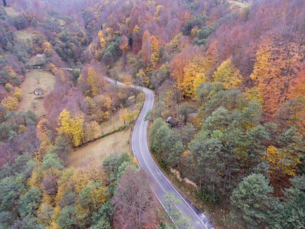 istock Road through autumnal forest - aerial view 936302308
