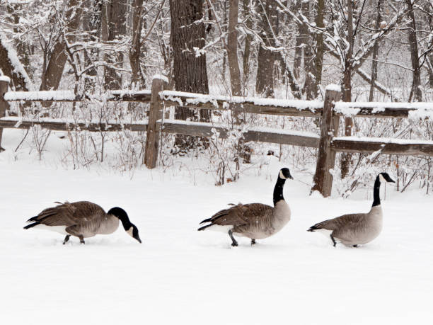 Three Canadian Geese stroll through snowy Winter wonderland after blizzard.