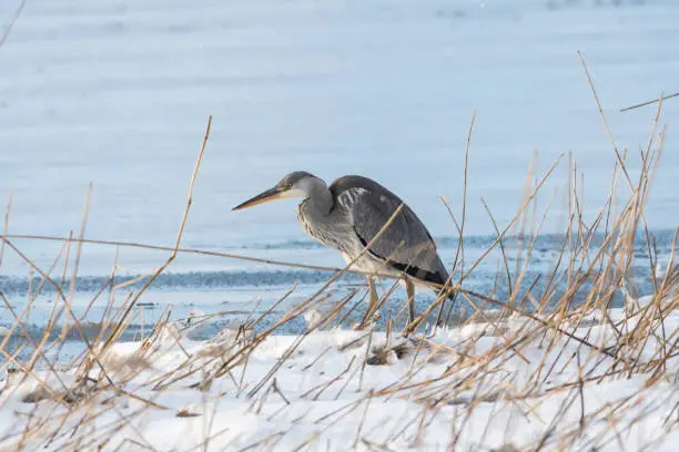 Gray heron standing in the reeds by a snowy coast