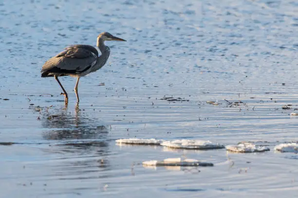 Early bird Grey Heron walking in a water with ice floes