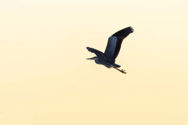 Grey heron in powerful flight by a colorful sky