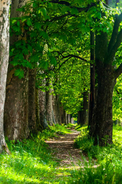 istock The trail to Vrelo Bosne 936306450