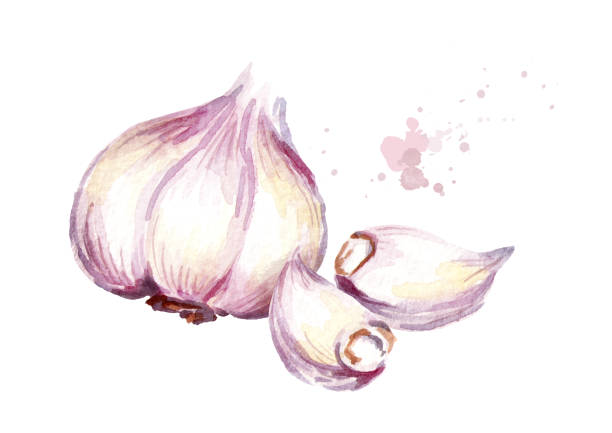 czosnek. ilustracja ręcznie rysowana akwarelą, wyizolowana na białym tle - white background food nature macro stock illustrations