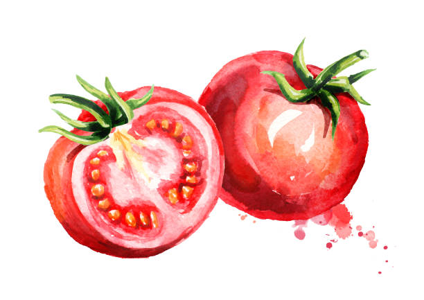 ilustraciones, imágenes clip art, dibujos animados e iconos de stock de composición de tomates maduros. ilustración de dibujado a mano acuarela, aislado sobre fondo blanco - white background horizontal close up vegetable