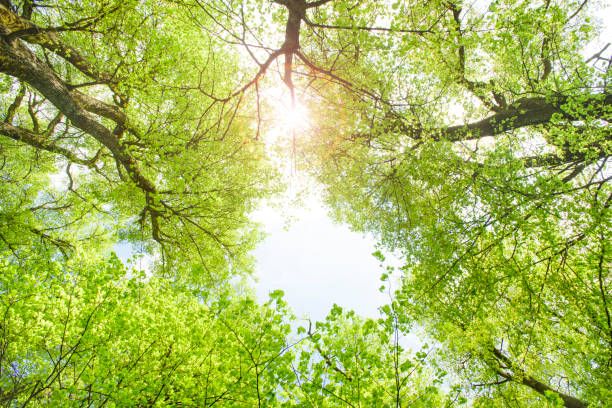 istock view to sky with sunbeams through treetops of linden trees 936307092
