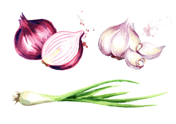 ilustrações, clipart, desenhos animados e ícones de cebola, cebolinha verde e alho definido. ilustração de aquarela mão desenhada, isolado no fundo branco - chive onion spring onion garlic