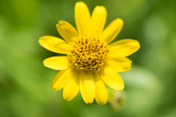 Macro photography of yellow daisy