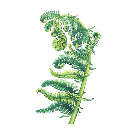 A fern unrolling a young frond. Polypodiopsida. Hand drawn watercolor painting on white background.