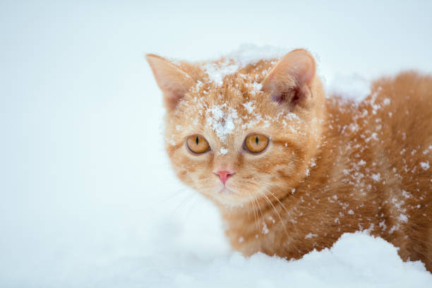 istock Cute red kitten sitting on snow in winter 936311578