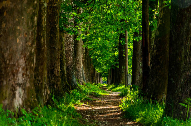 The narrow trail to the famous park Vrelo Bosne in Bosnia and Herzegovina