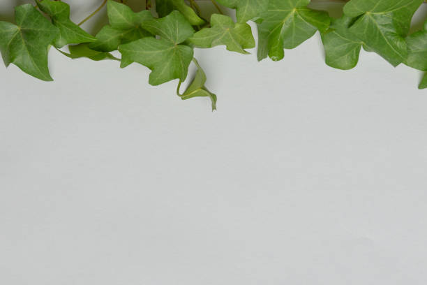istock ivy on color paper 936312760
