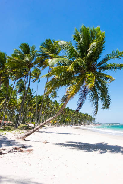 istock Beautiful coconut trees in Praia dos Carneiros beach, Pernambuco, 936313380