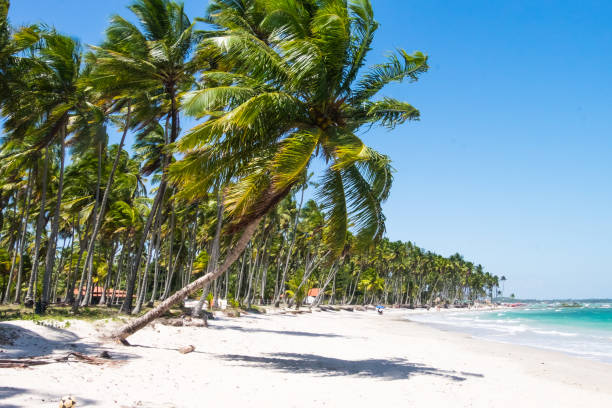 istock Beautiful coconut trees in Praia dos Carneiros beach, Pernambuco, 936313632