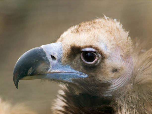 istock European black vulture 936313870