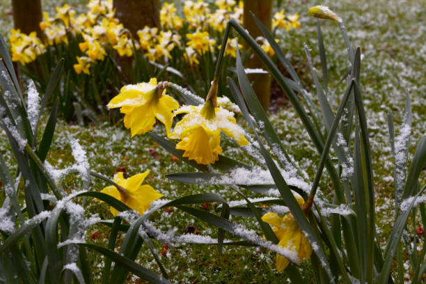 jonquilles plient sous le poids de la neige - flower winter narcissus daffodil yellow photos et images de collection