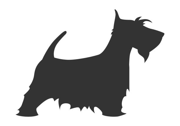 ilustrações de stock, clip art, desenhos animados e ícones de scotch terrier silhouette breed dog simple black white - terrier