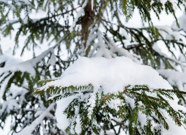 istock Winter natural background with snow-covered fir branches 936315810