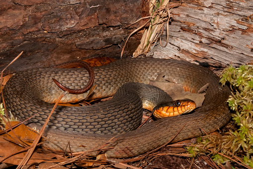 A close up of a Red-bellied Water Snake in the wild.
