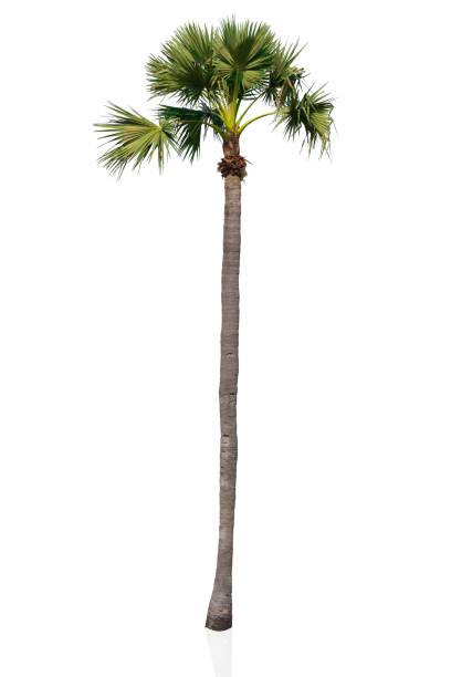 istock Asian palmyra palm high tree isolated with clipping path 936317118