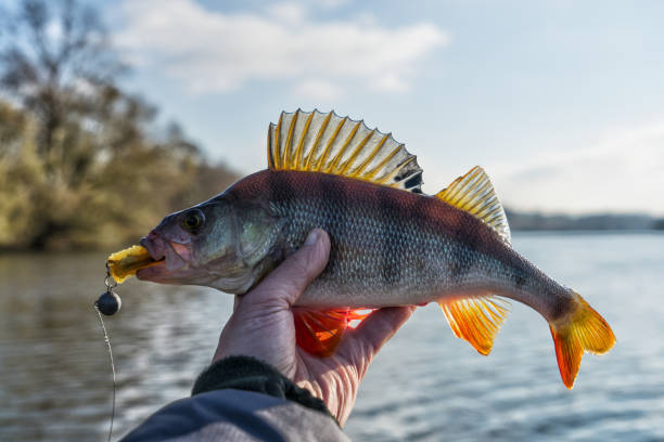 istock Perch in fisherman's hand, toned 936317644
