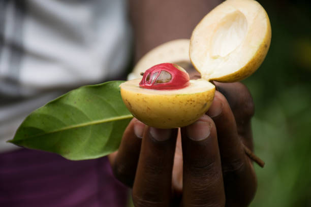 Farmers hand presenting a fresh nutmeg fruit cut in half displaying the mace and nut in Zanzibar african farm nutmeg stock pictures, royalty-free photos & images