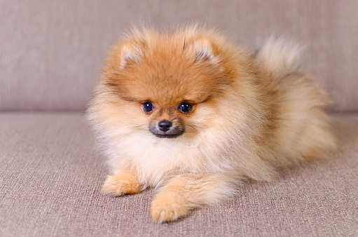 adorable cachorro pomeranian esponjoso tumbado en el sofá photo