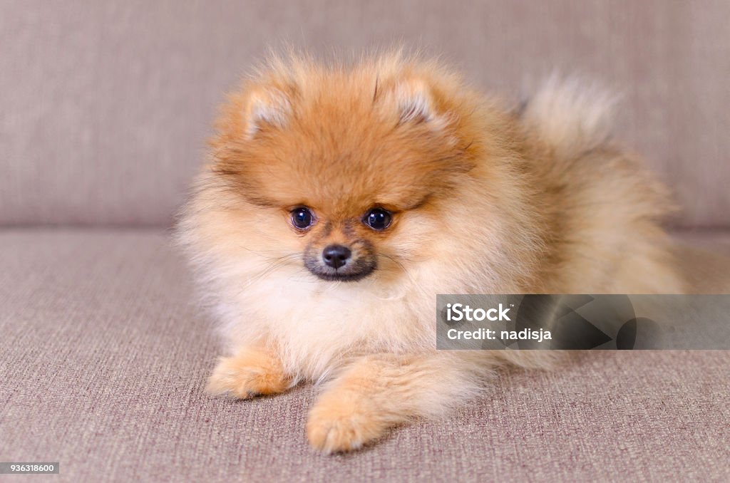 adorable fluffy pomeranian puppy lying on the couch adorable fluffy pomeranian puppy, dog lying on the couch Pomeranian Stock Photo