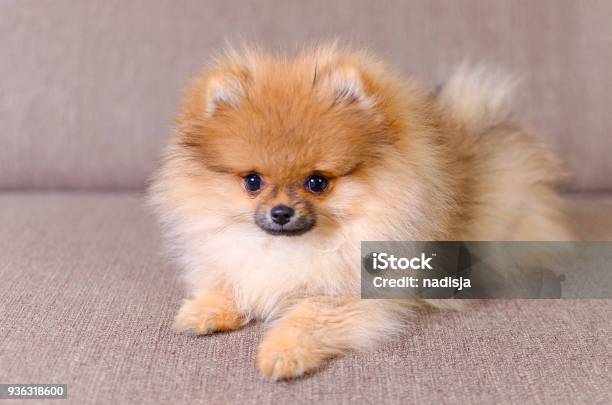 Adorable Fluffy Pomeranian Puppy Lying On The Couch Stock Photo - Download Image Now