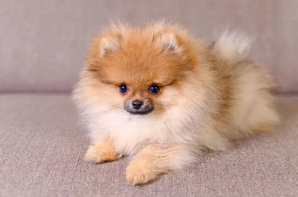 adorable fluffy pomeranian puppy, dog lying on the couch