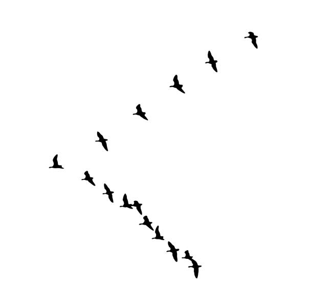 istock Greater white-fronted goose wedge in flight. Vector silhouette a flock of birds 936319124