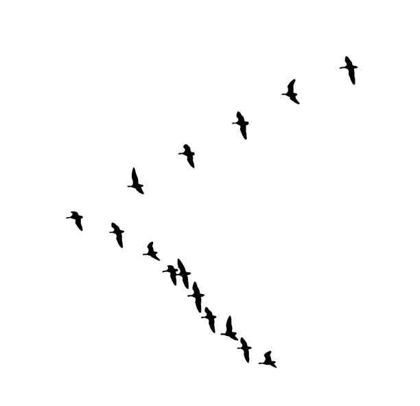 istock Greater white-fronted goose wedge in flight. Vector silhouette a flock of birds 936319258