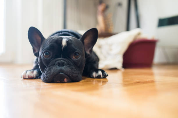 Black French Bulldog Close up shot of a cute sad looking little dog, black French bulldog. french bulldog puppies stock pictures, royalty-free photos & images