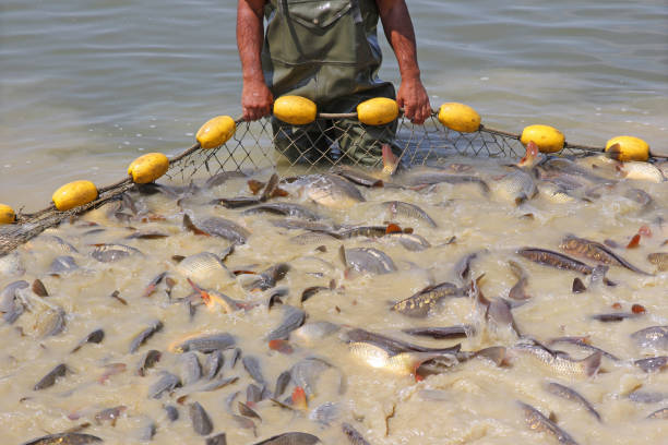 Freshwater fish in a pond. Fish caught in a fishing net.