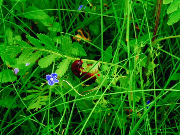 Slug - Arion lusitanicus - with speedwell flower. Beautiful natural background.
