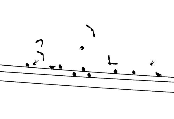 istock Common starlings (Sturnus vulgaris) on the power line. Vector silhouette a flock of birds 936319670