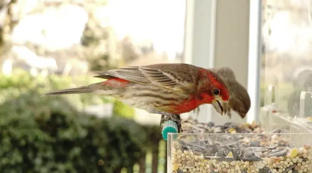 A Male House Finch looks down camera in between bites foraging for seeds